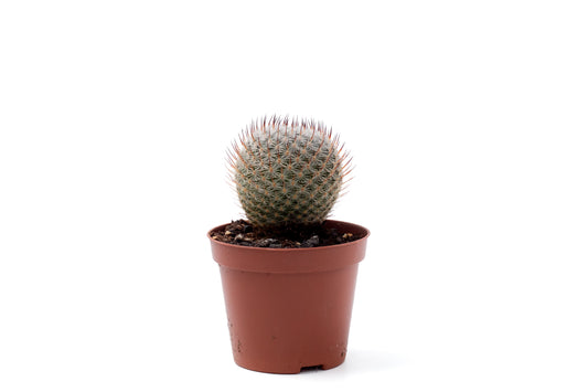 Mammillaria pseudoperbella