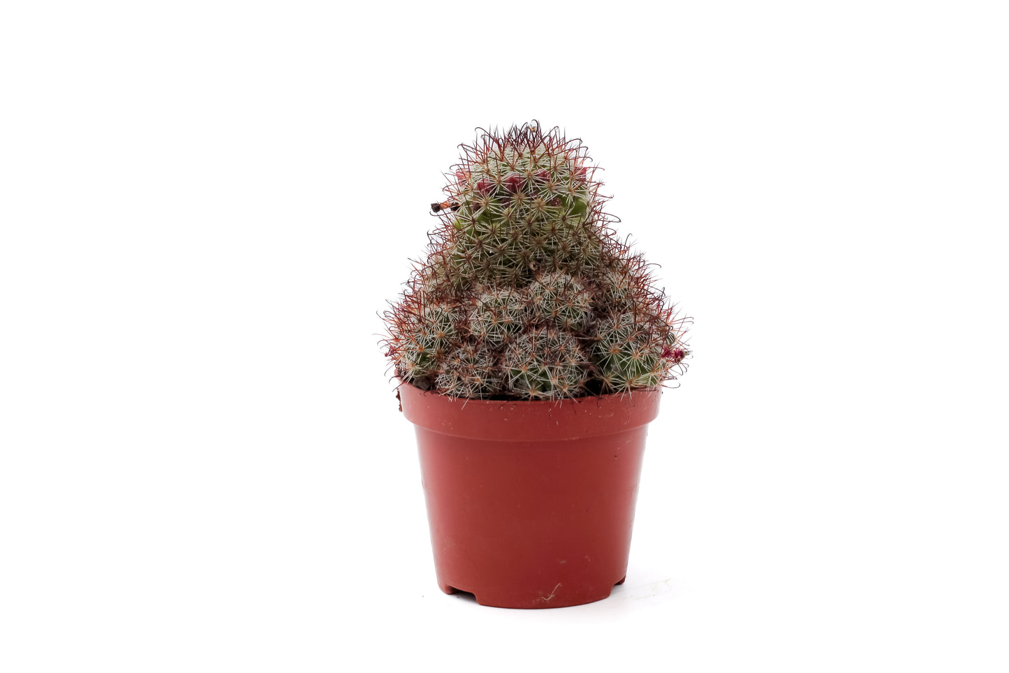 Mammillaria rekoi subs. leptacantha