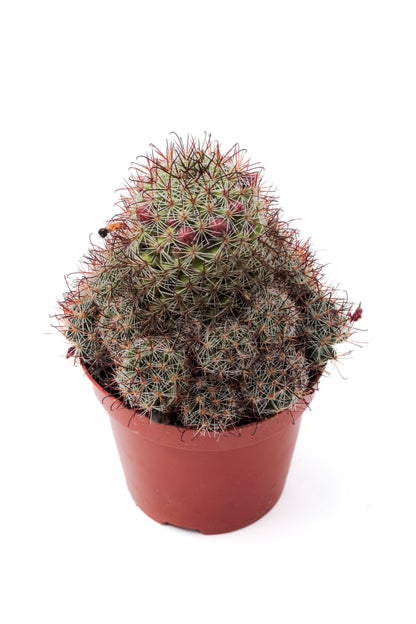 Mammillaria rekoi subs. leptacantha