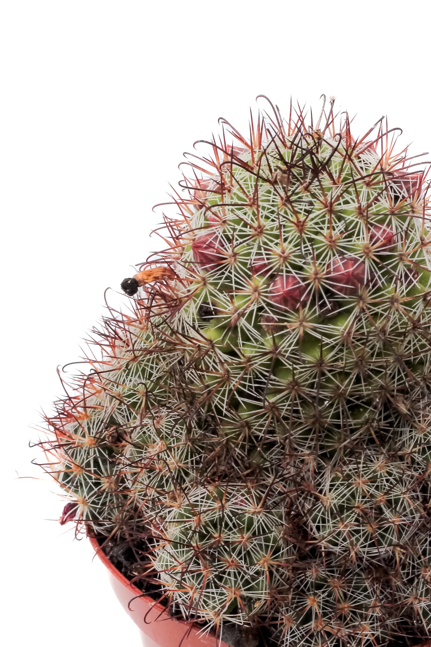 Mammillaria rekoi subs. leptacantha