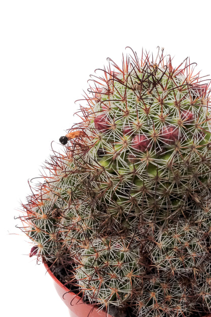 Mammillaria rekoi subs. leptacantha