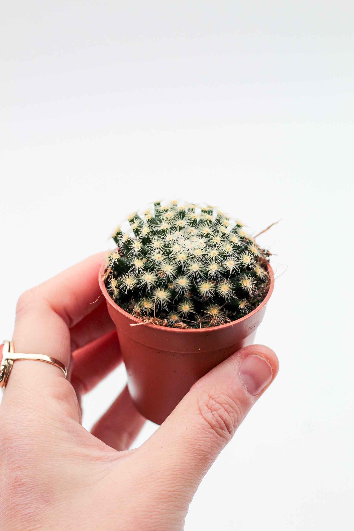 Mammillaria schiedeana