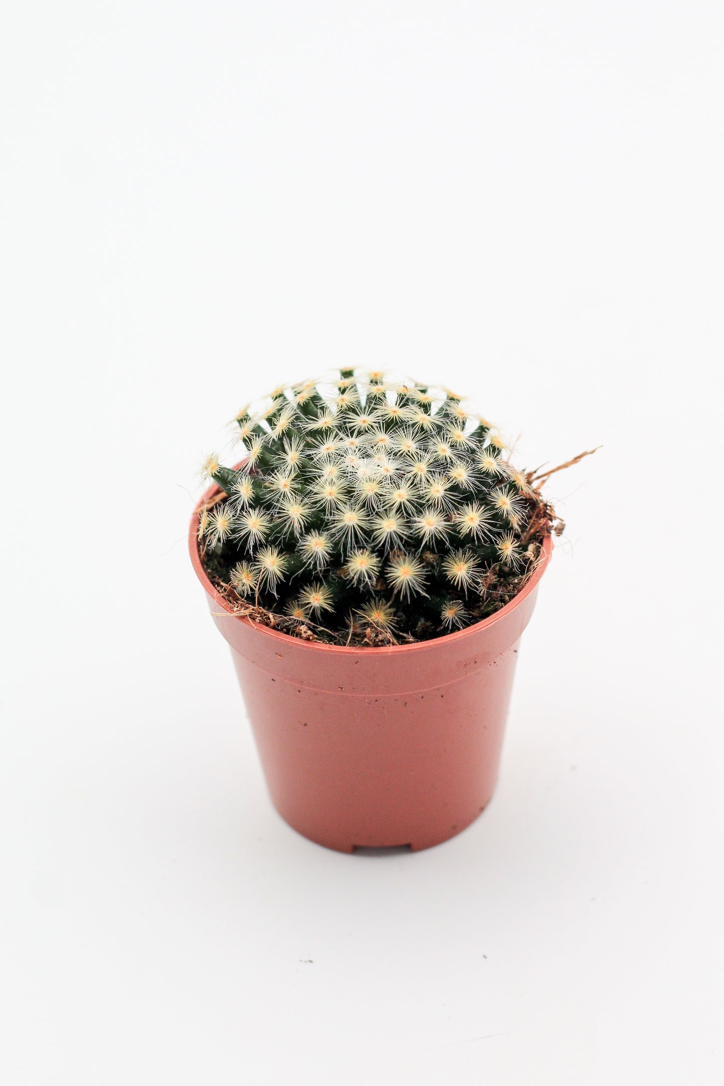 Mammillaria schiedeana