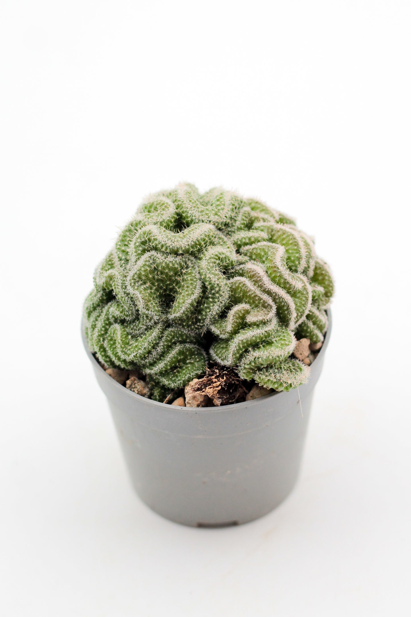 Mammillaria spinosissima cristaat