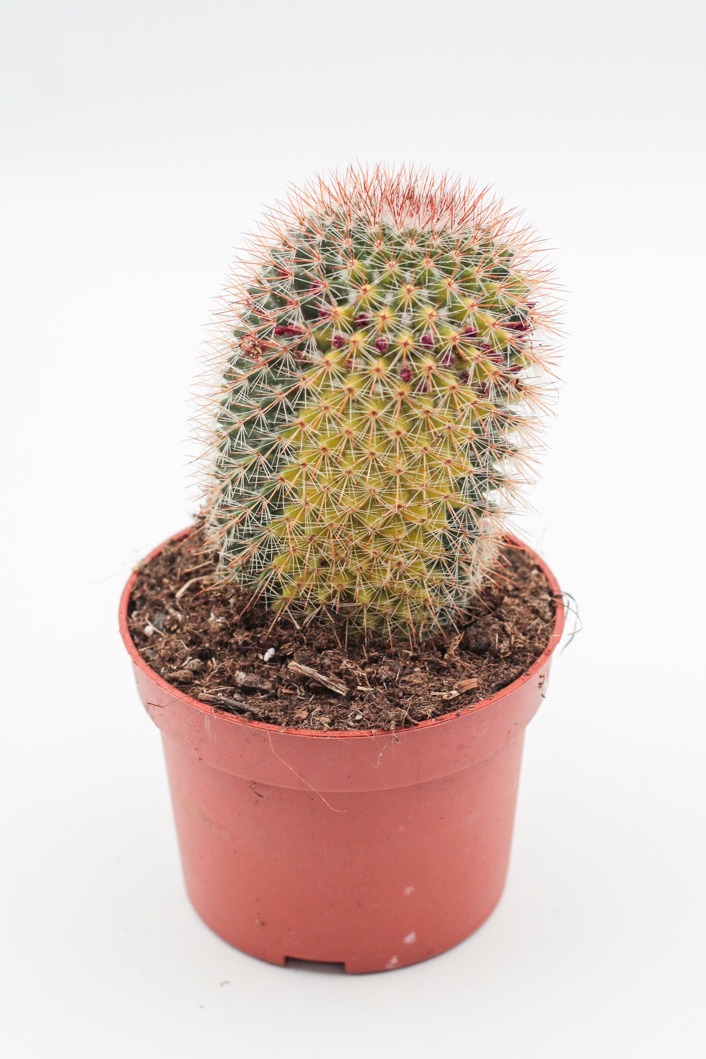 Mammillaria spinosissima variegata