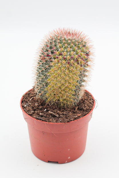 Mammillaria spinosissima variegata
