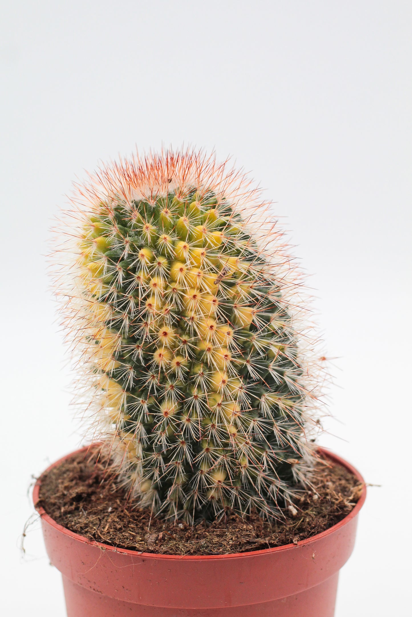 Mammillaria spinosissima variegata