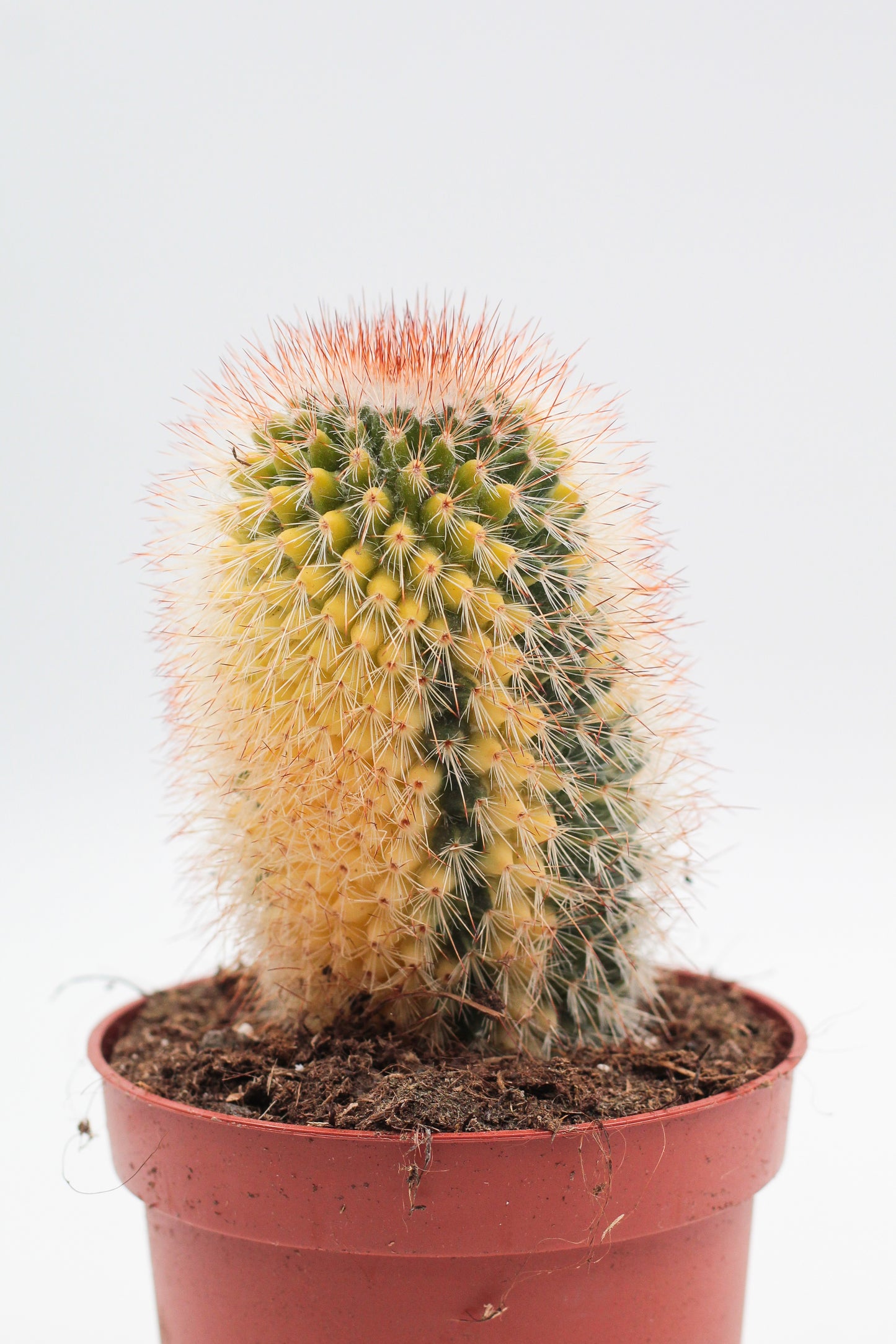 Mammillaria spinosissima variegata