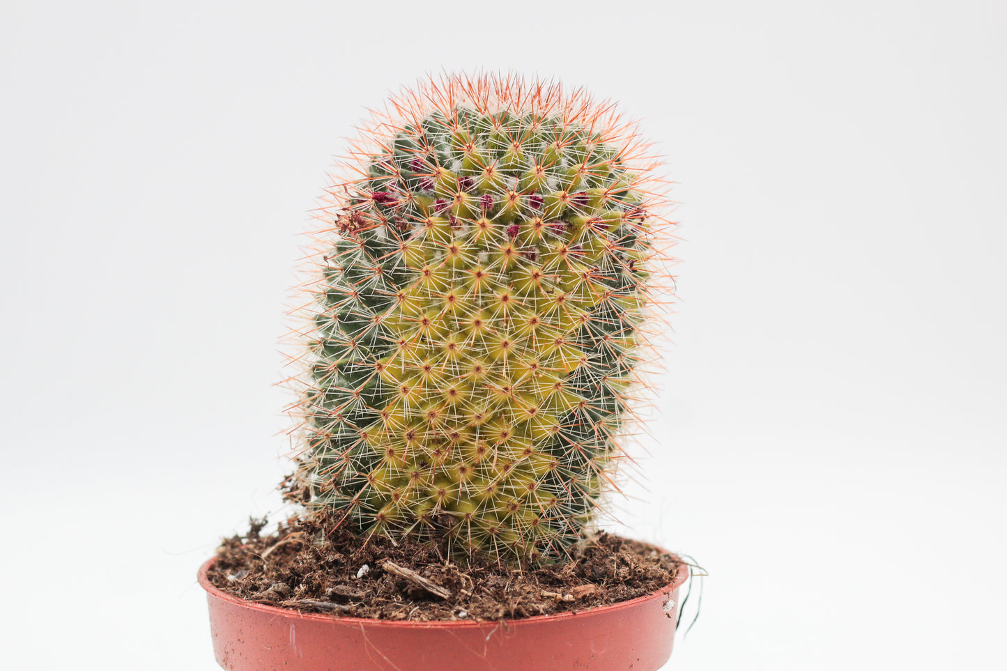 Mammillaria spinosissima variegata