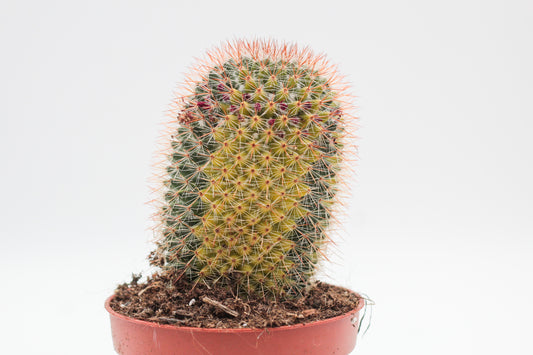 Mammillaria spinosissima variegata