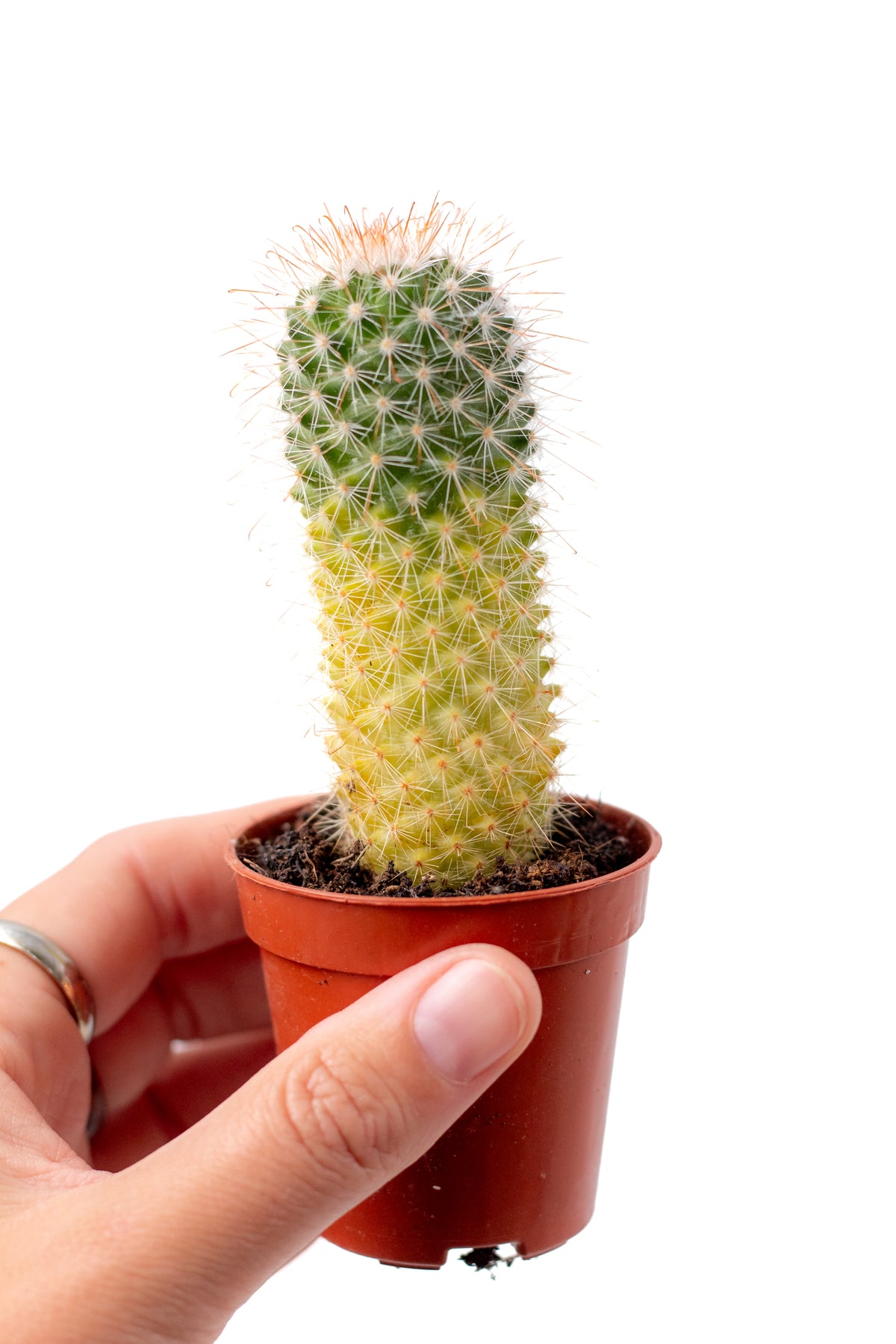 Mammillaria spinosissima variegata