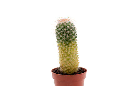 Mammillaria spinosissima variegata