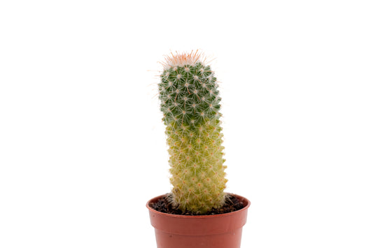 Mammillaria spinosissima variegata