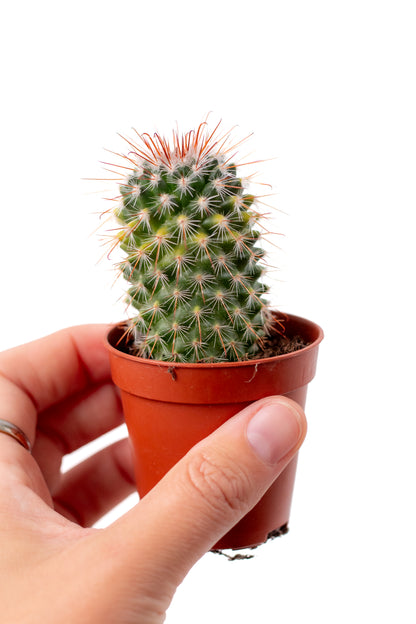 Mammillaria spinosissima variegata