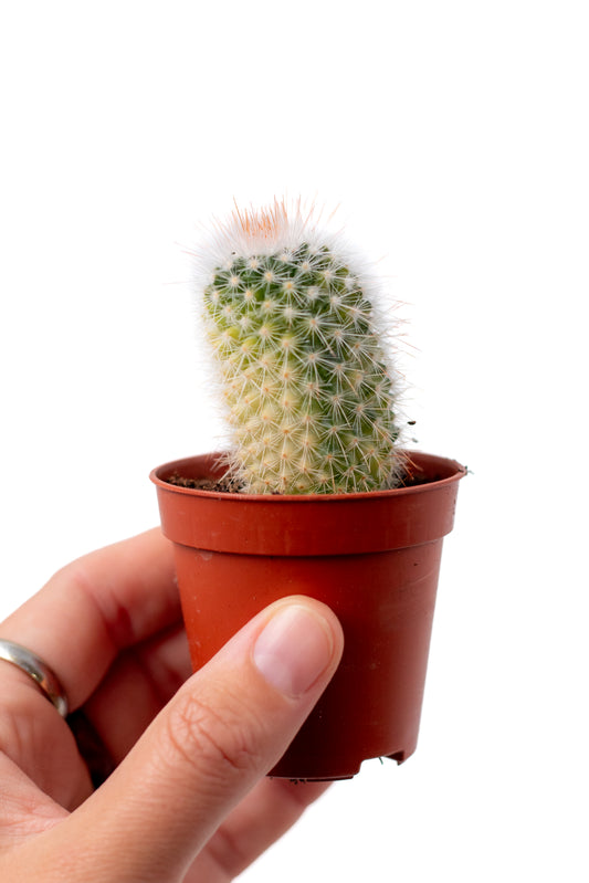 Mammillaria spinosissima variegata