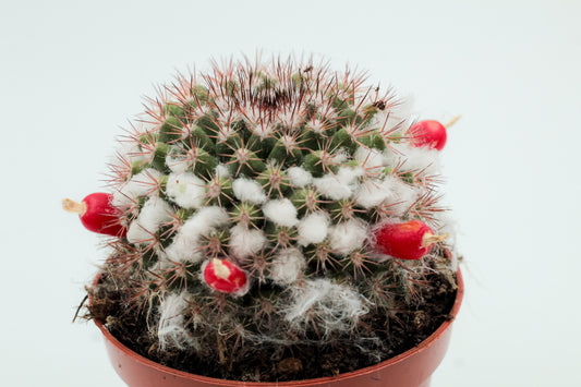 Mammillaria voburnensis