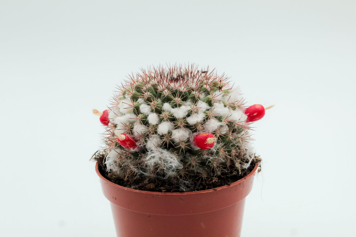 Mammillaria voburnensis