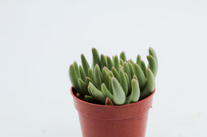 Marlothistella uniondalensis