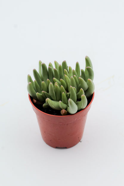 Marlothistella uniondalensis