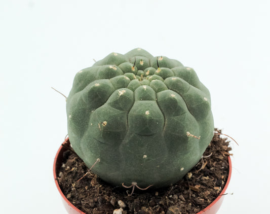 Matucana madisoniorum
