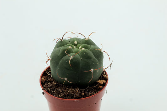 Matucana madisoniorum
