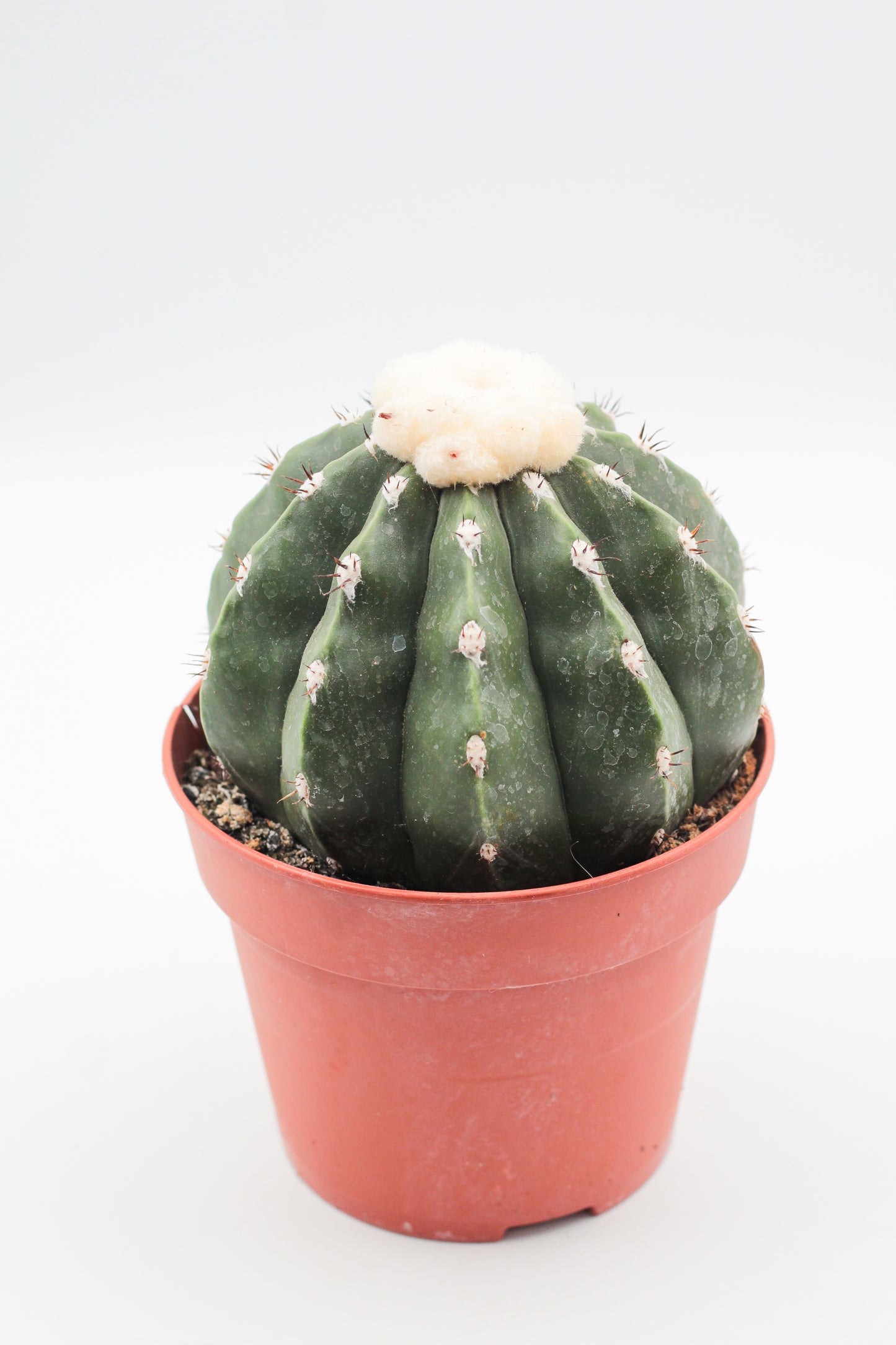 Melocactus maxonii var. inermis