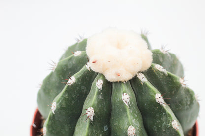 Melocactus maxonii var. inermis