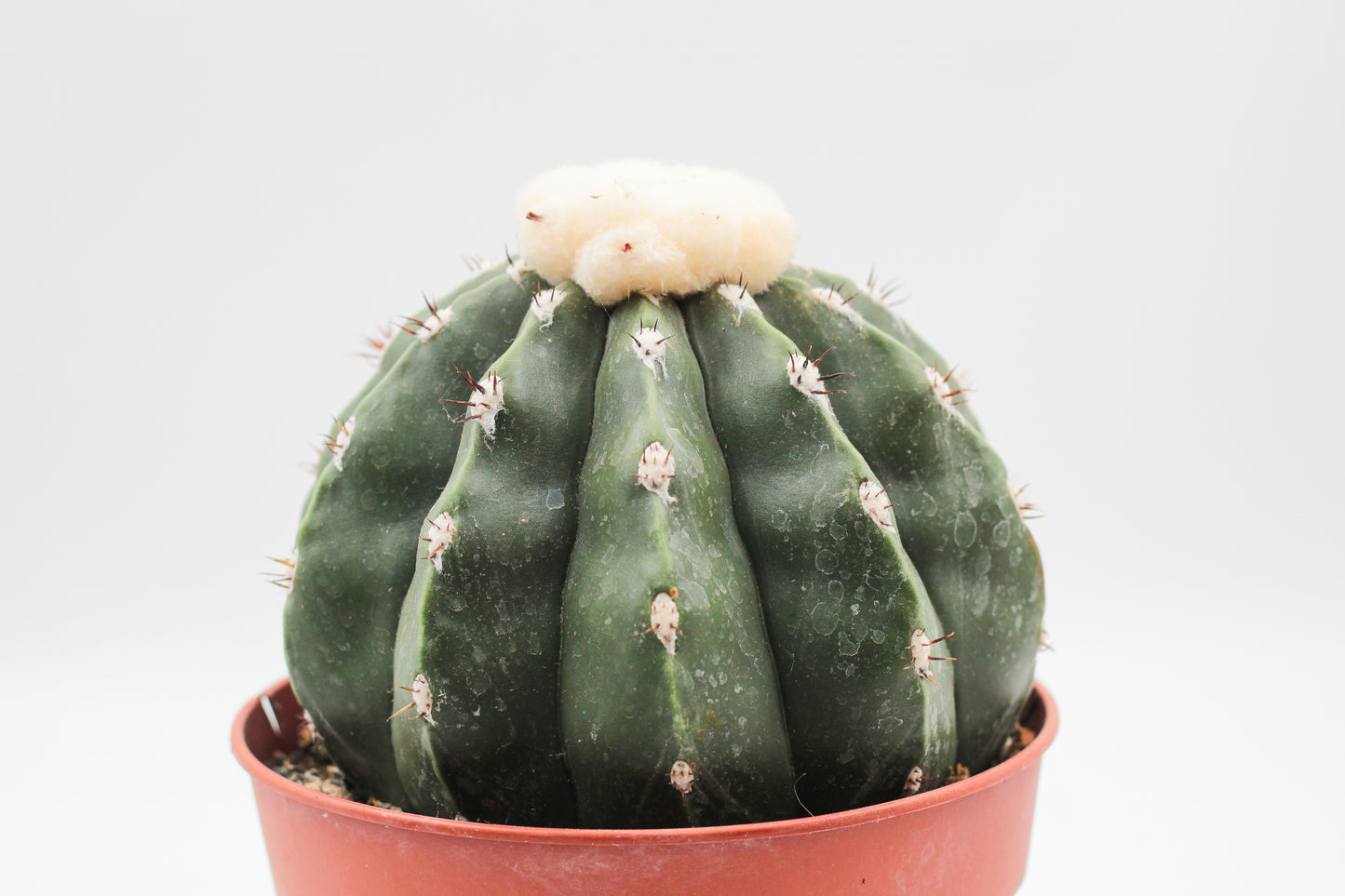 Melocactus maxonii var. inermis