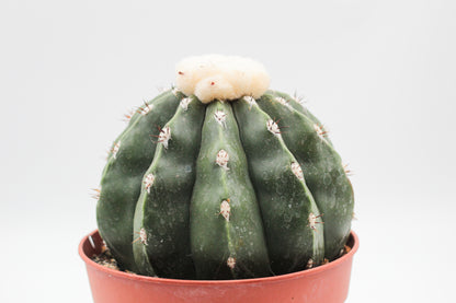 Melocactus maxonii var. inermis