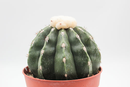 Melocactus maxonii var. inermis