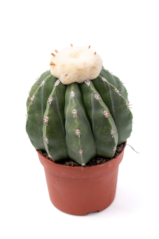 Melocactus maxonii var. inermis