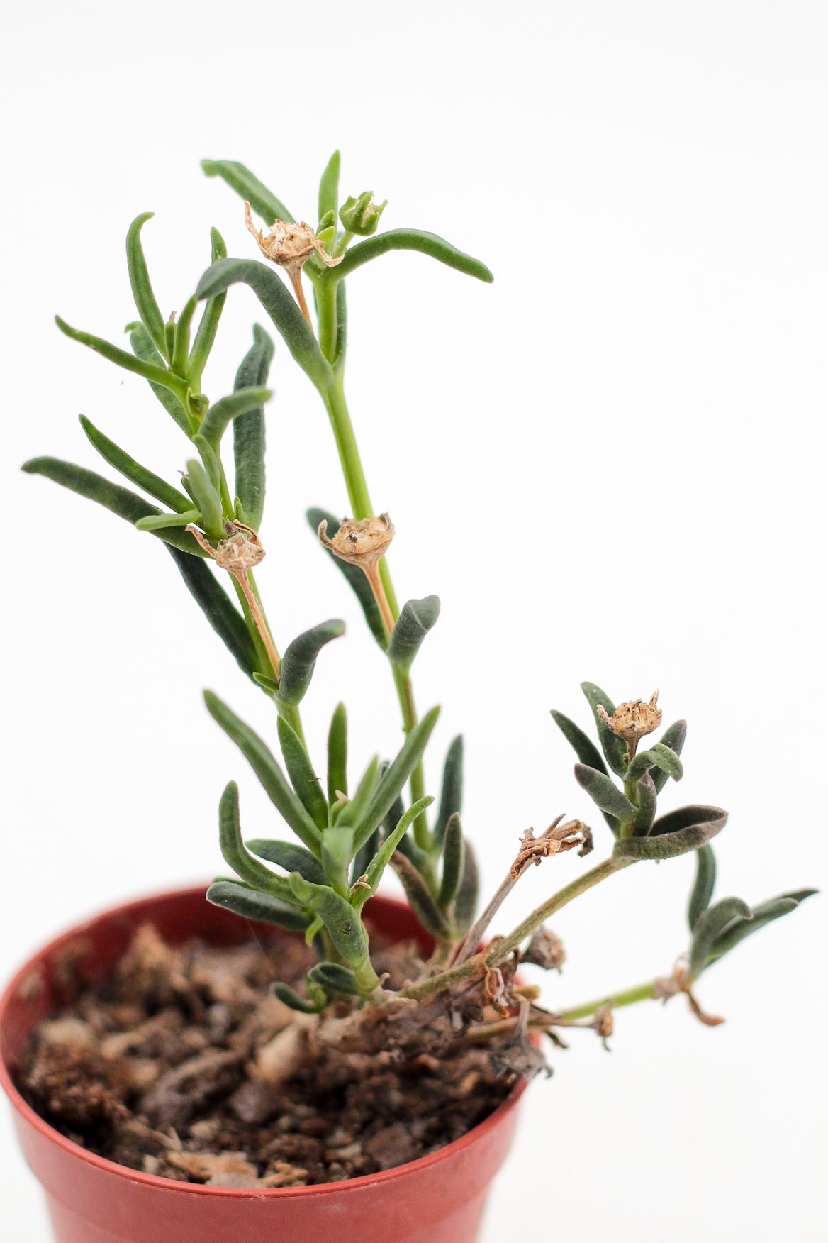 Mestoklema tuberosum
