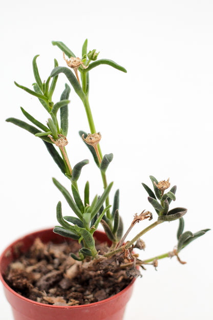 Mestoklema tuberosum