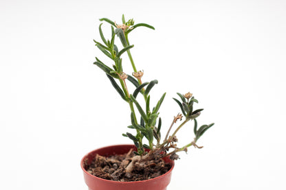 Mestoklema tuberosum