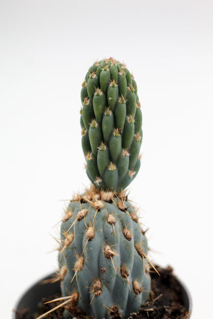 Miqueliopuntia miquelii