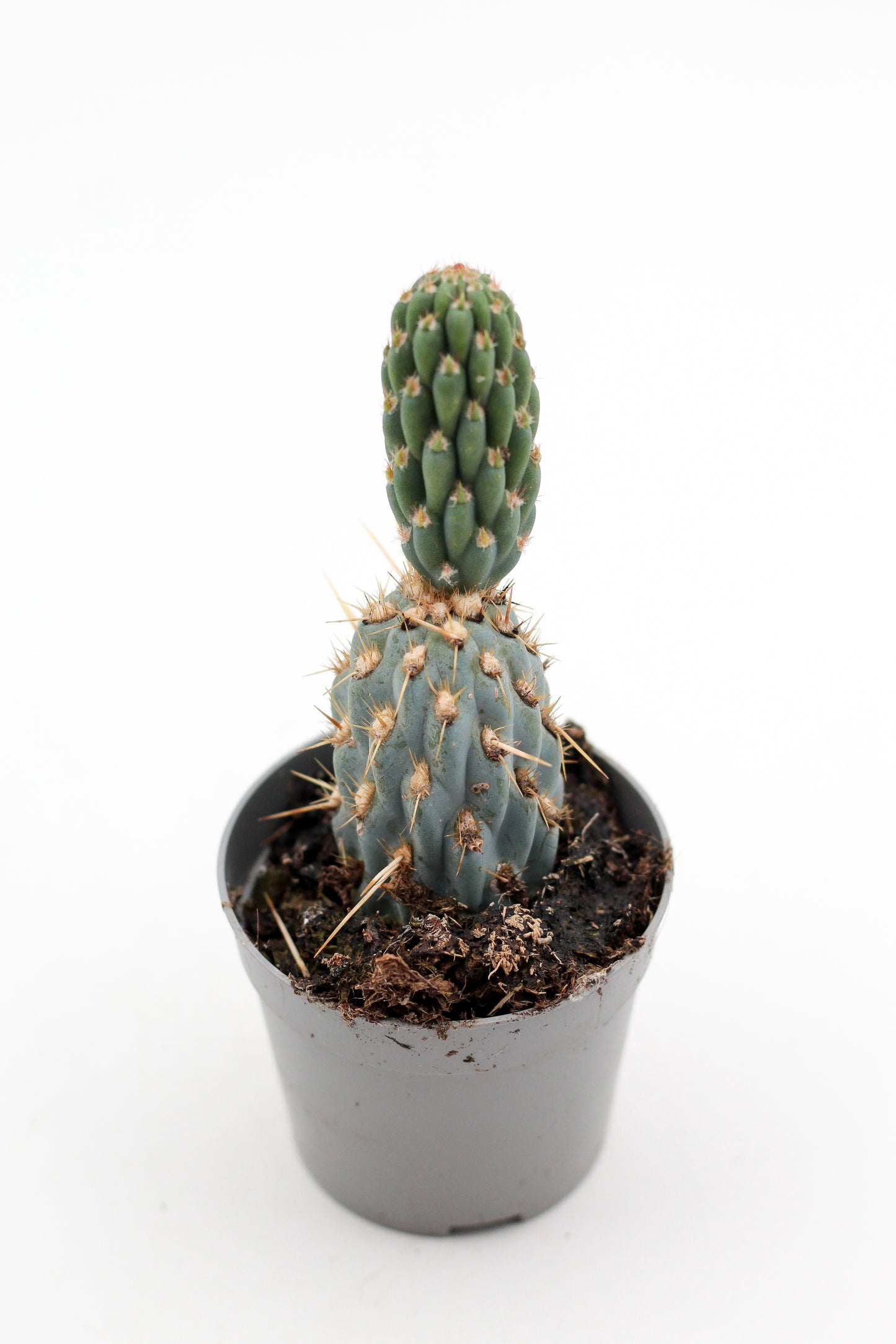 Miqueliopuntia miquelii