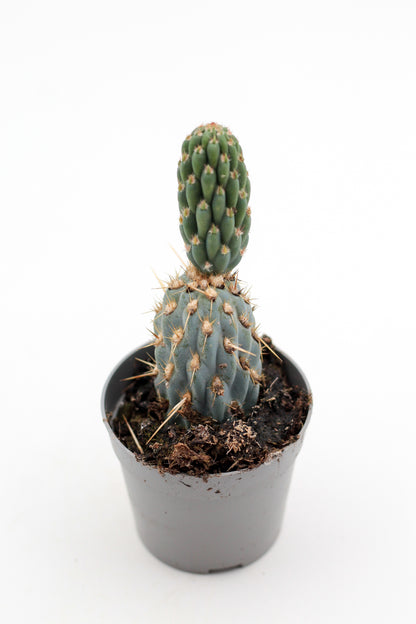 Miqueliopuntia miquelii