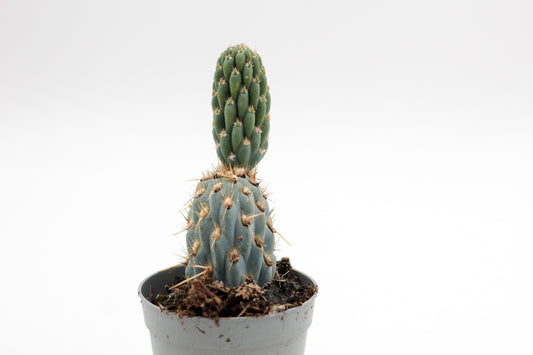 Miqueliopuntia miquelii
