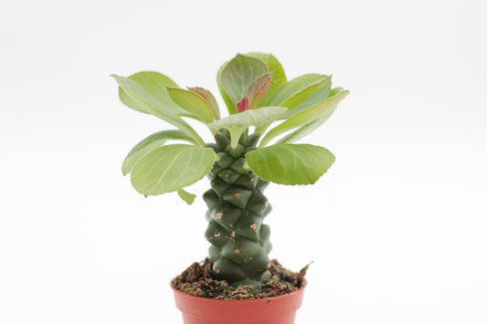 Monadenium Ritchiei Nyambense