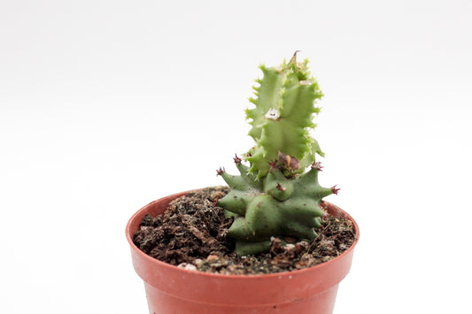 Monadenium magnificum (Euphorbia magnifica)