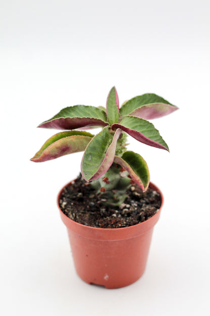 Monadenium magnificum (Euphorbia magnifica)