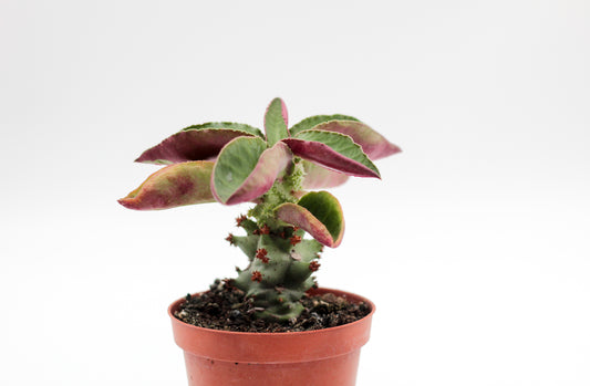 Monadenium magnificum (Euphorbia magnifica)