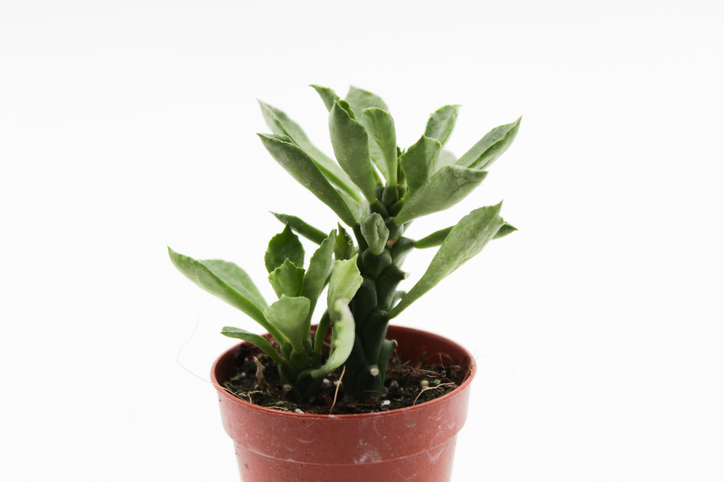 Monadenium stapelioides