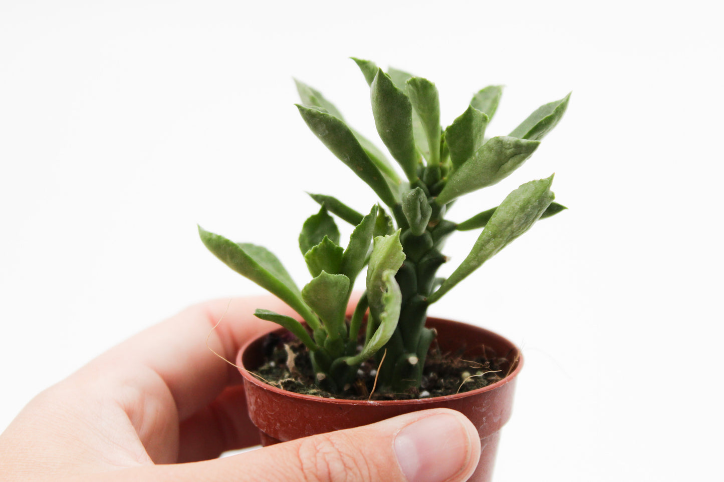 Monadenium stapelioides