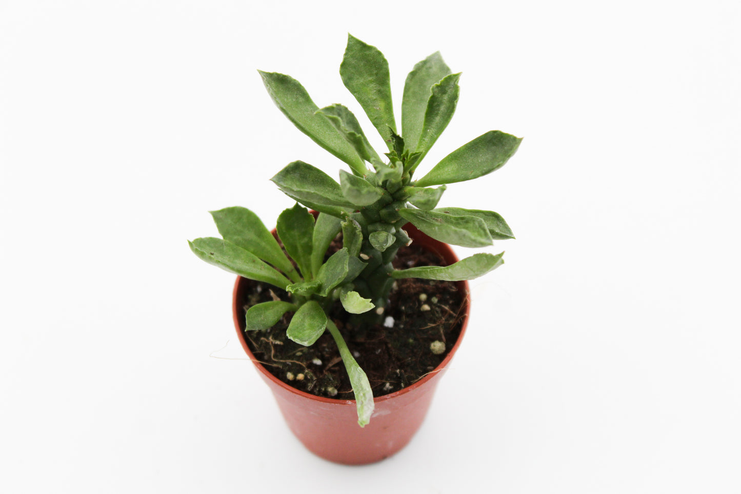 Monadenium stapelioides