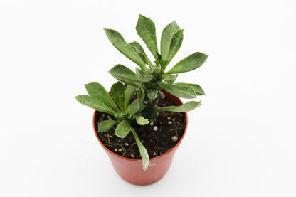 Monadenium stapelioides