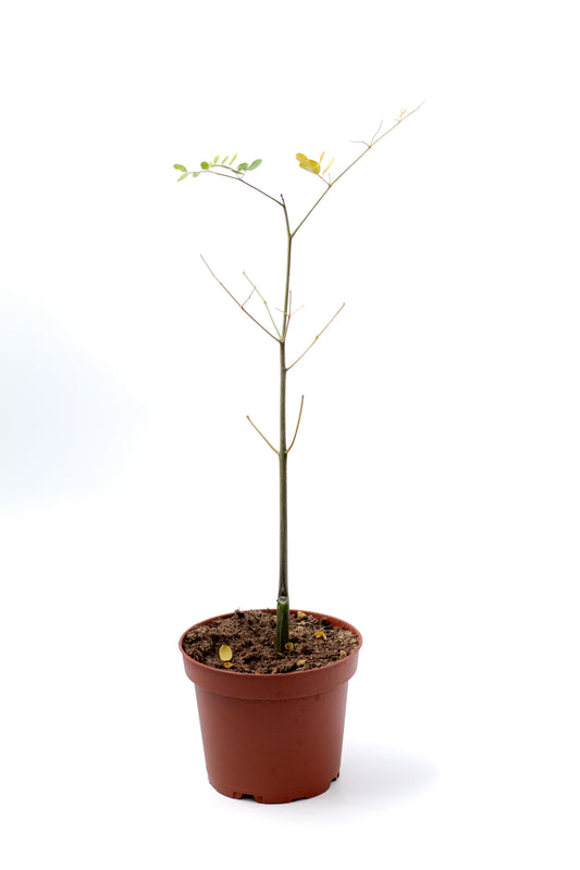 Moringa oleifera caudex