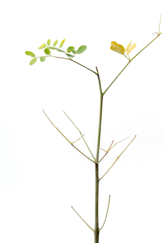 Moringa oleifera caudex