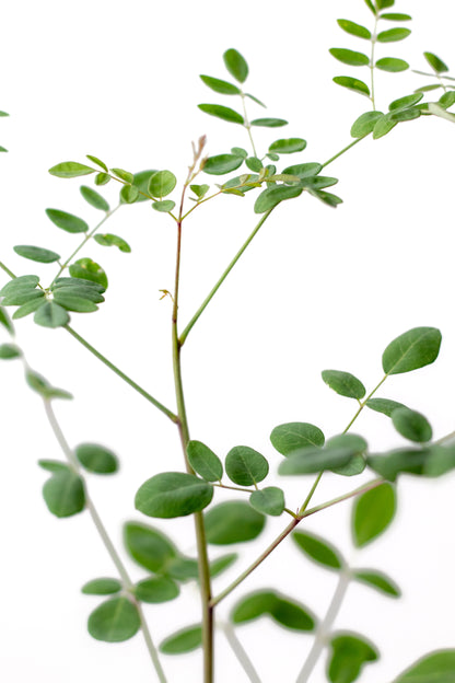 Moringa oleifera caudex