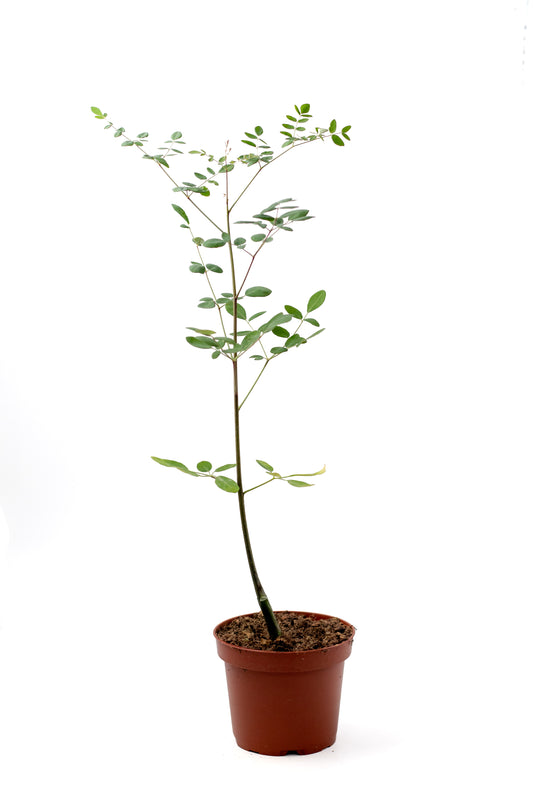 Moringa oleifera caudex